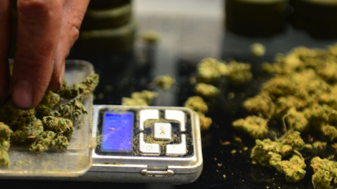 A vendor weighs marijuana buds at a medical marijuana dispensary in Los Angeles, California on July 4, 2014. (FREDERIC J. BROWN/AFP/Getty Images)