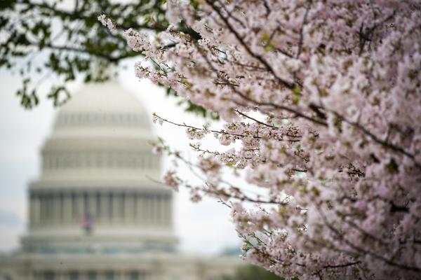 Japanese Cherry Blossom trees bloom along the National Mall on March 28, 2021 in Washington, DC. The Japanese cherry trees were gifted to Washington, DC, by Tokyo Mayor Yukio Ozaki in 1912 and draw tens of thousands of daily visitors around peak bloom every year. (Photo by Al Drago/Getty Images)